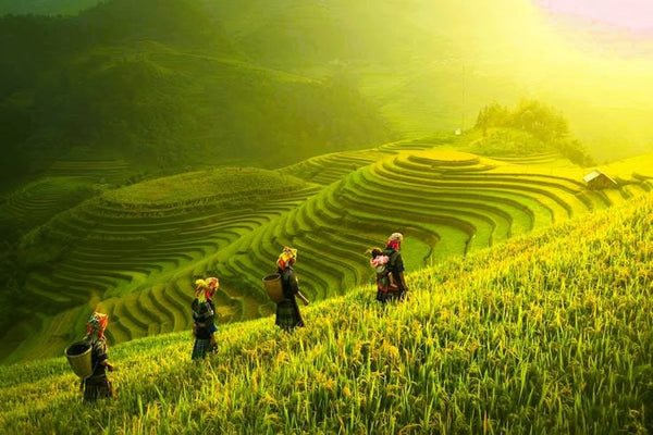 Vietnam from Peaks to Sea