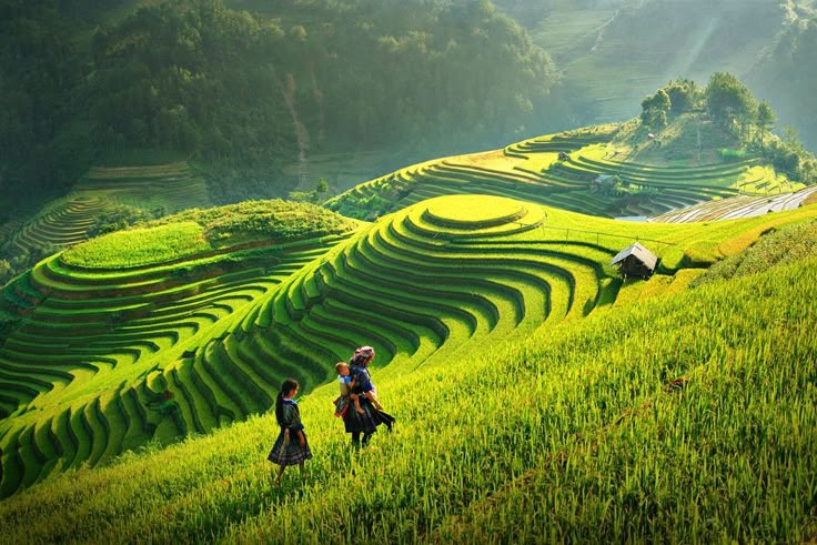Mu Cang Chai & Halong Bay