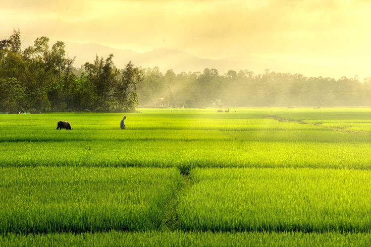 Mu Cang Chai & Halong Bay