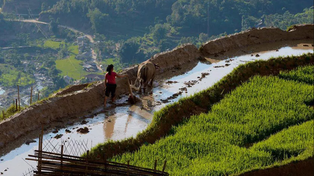 Ha Giang & Halong Bay Tour