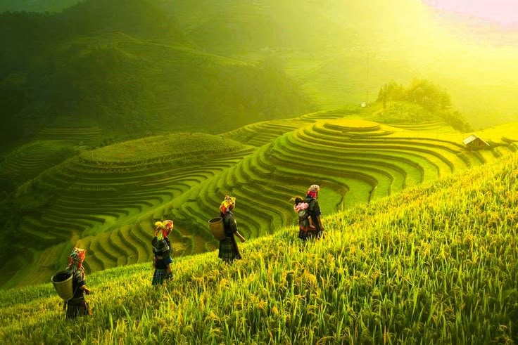 Mu Cang Chai & Halong Bay